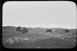 Image of Four musk-oxen grazing
